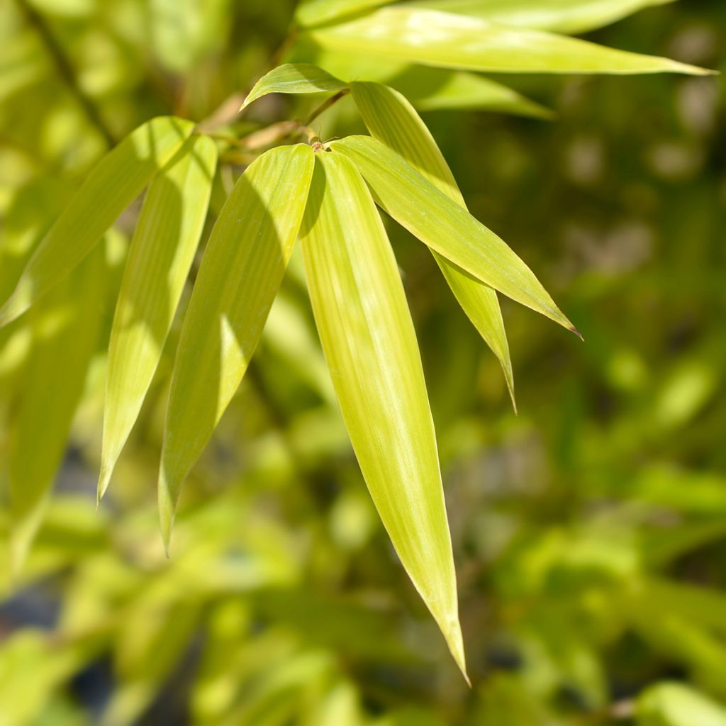 Phyllostachys nigra - Bambù nero