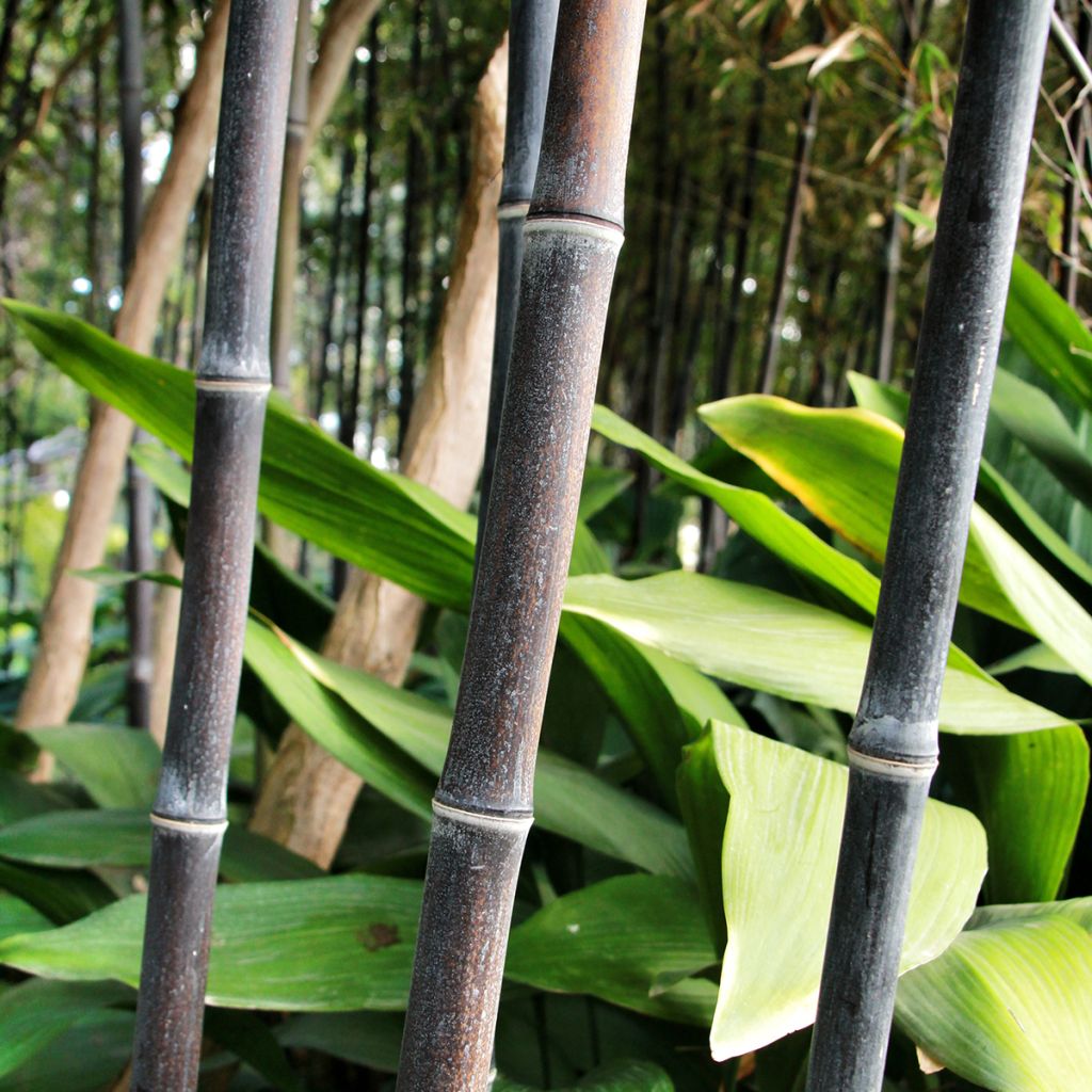 Phyllostachys nigra - Bambù nero