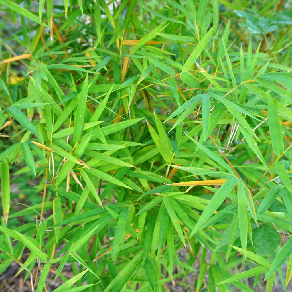 Phyllostachys nigra - Bambù nero