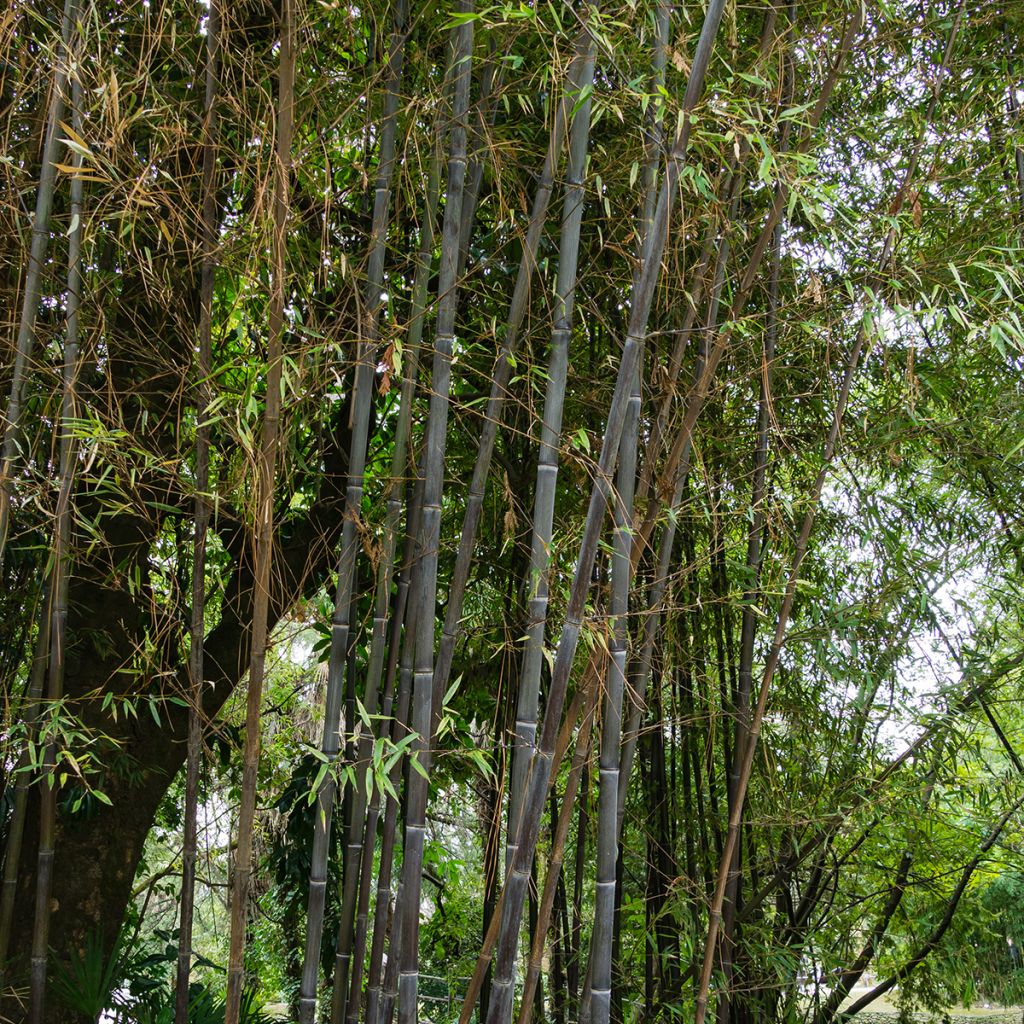 Phyllostachys nigra - Bambù nero