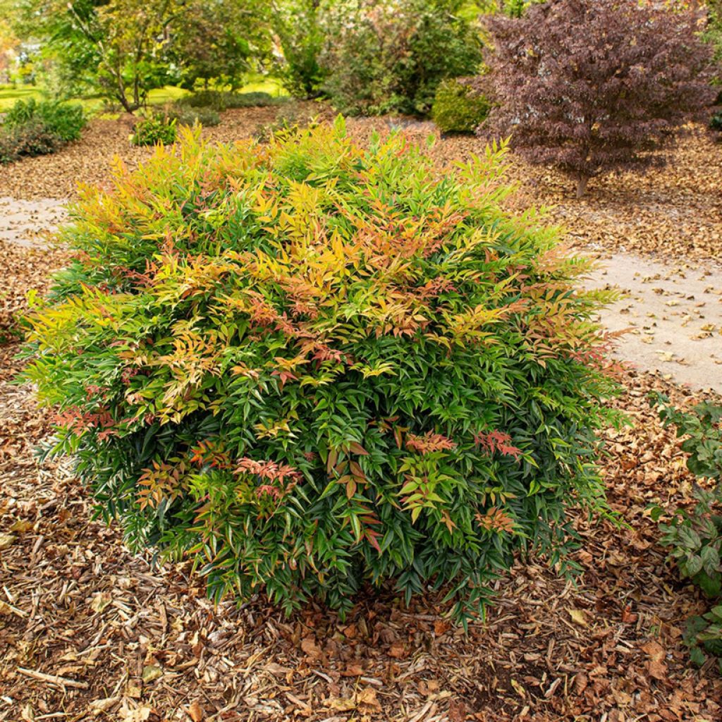 Nandina domestica Magical Sunrise