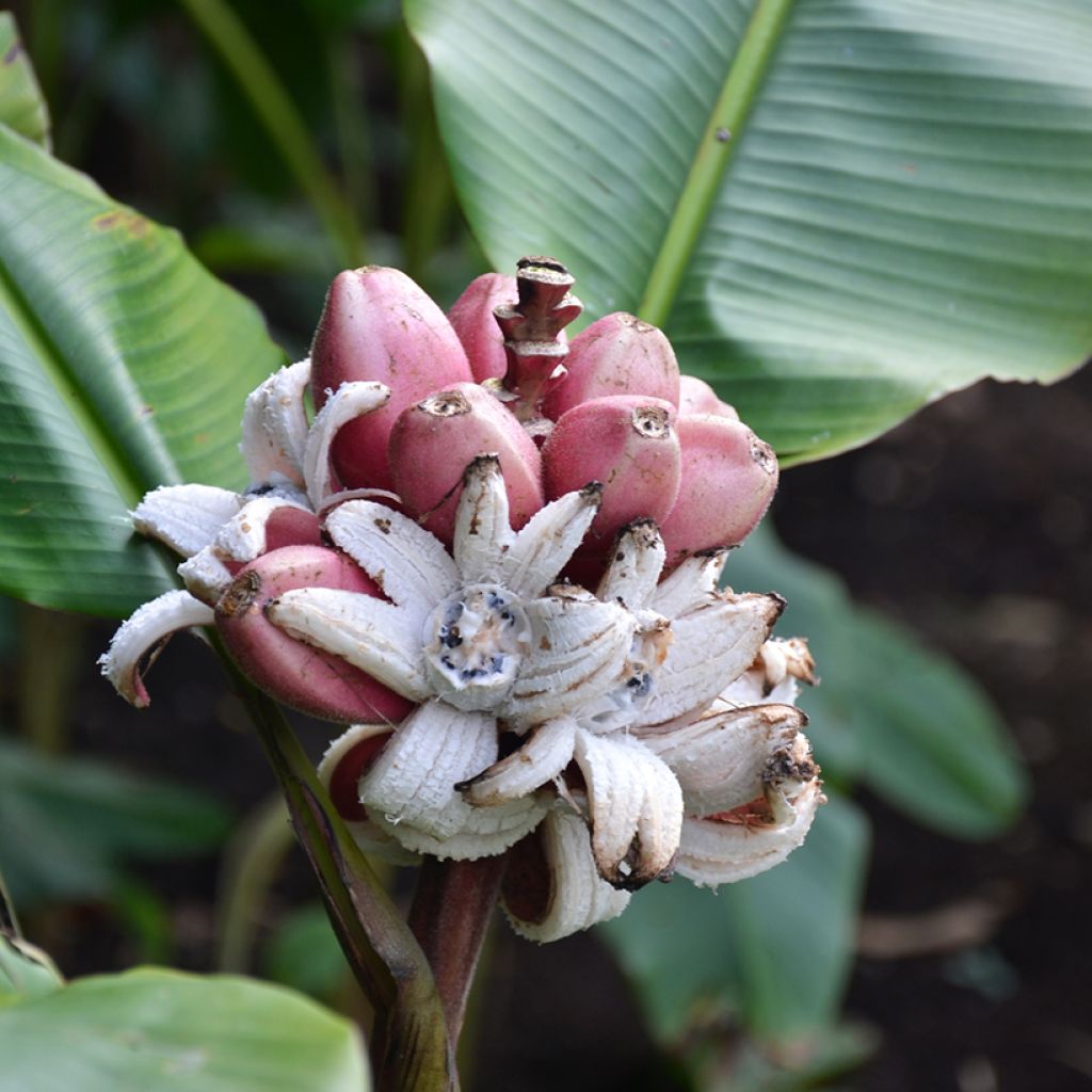 Musa velutina - Banano rosa