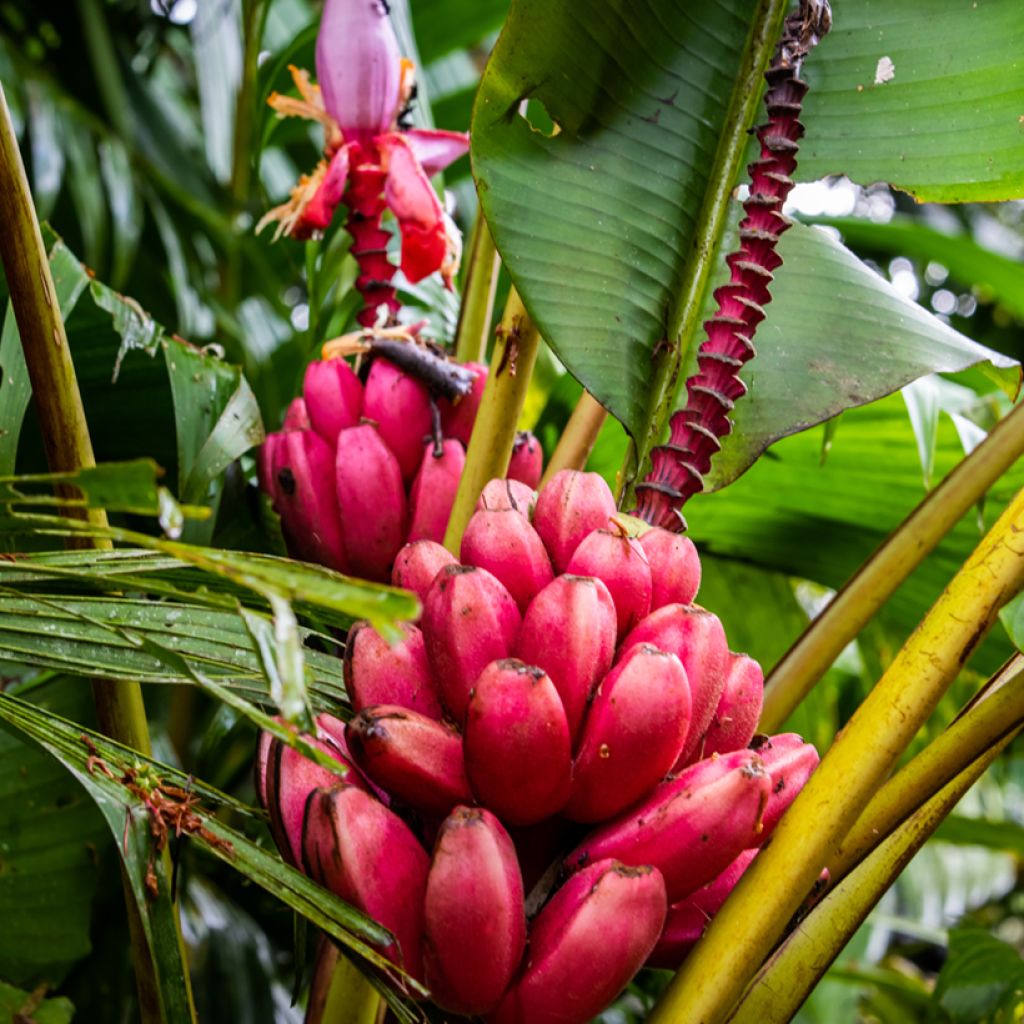 Musa velutina - Banano rosa