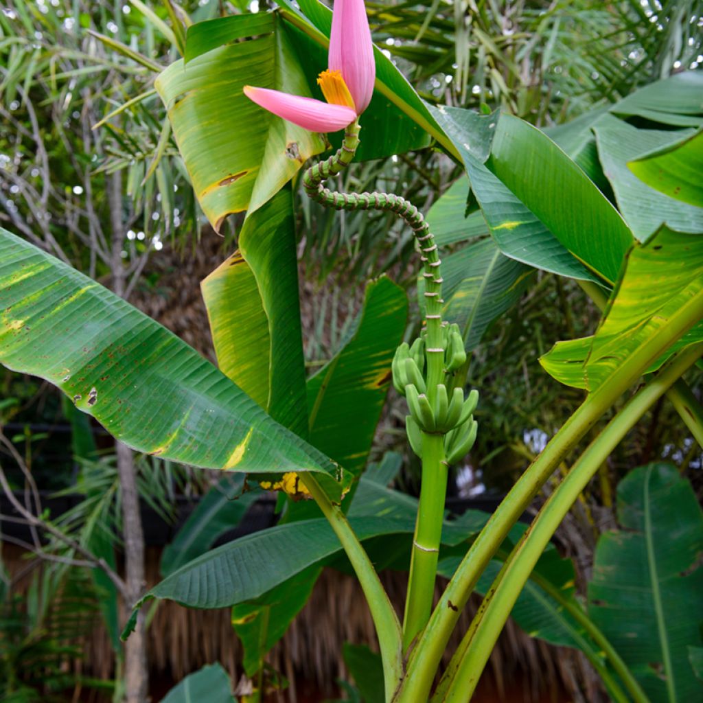 Musa velutina - Banano rosa