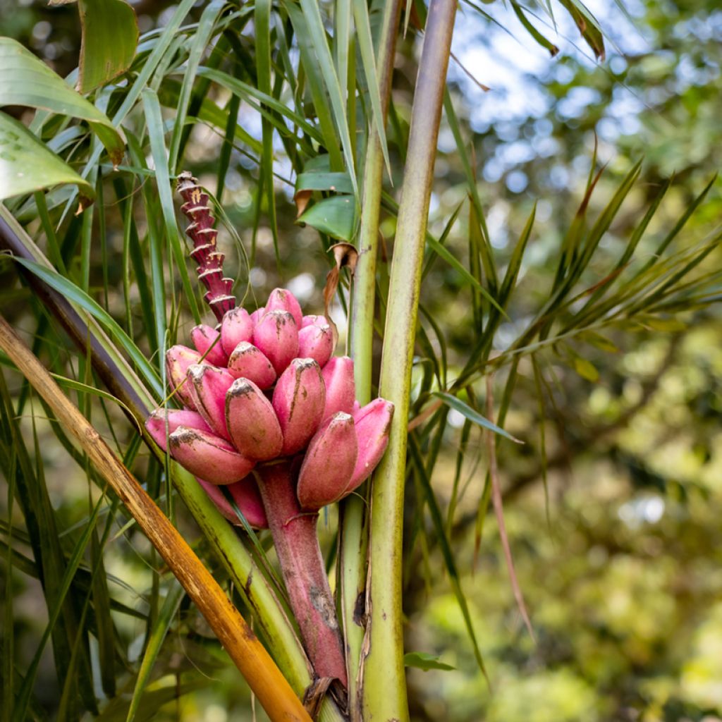 Musa velutina - Banano rosa