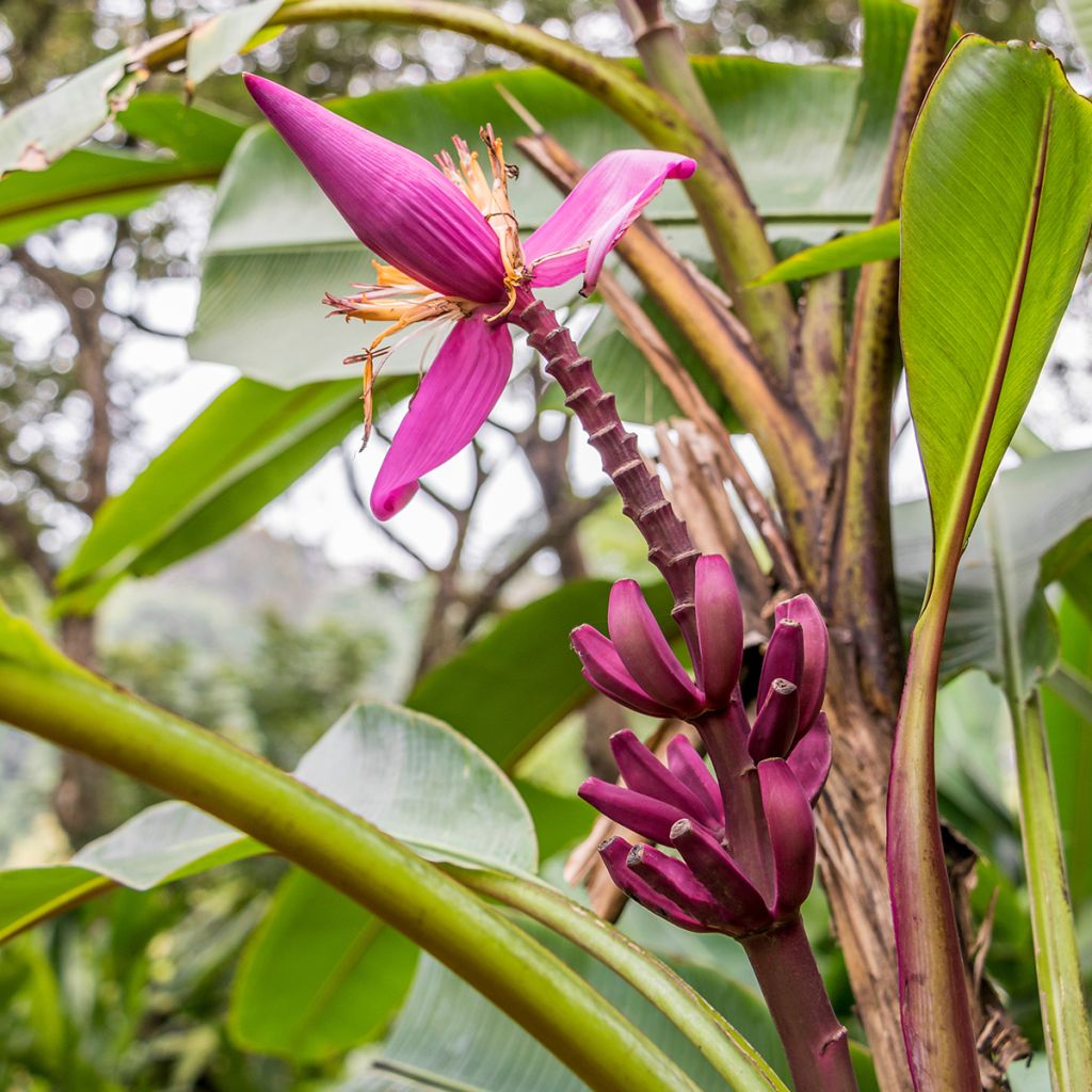 Musa acuminata Red Dacca - Banana plátano nano