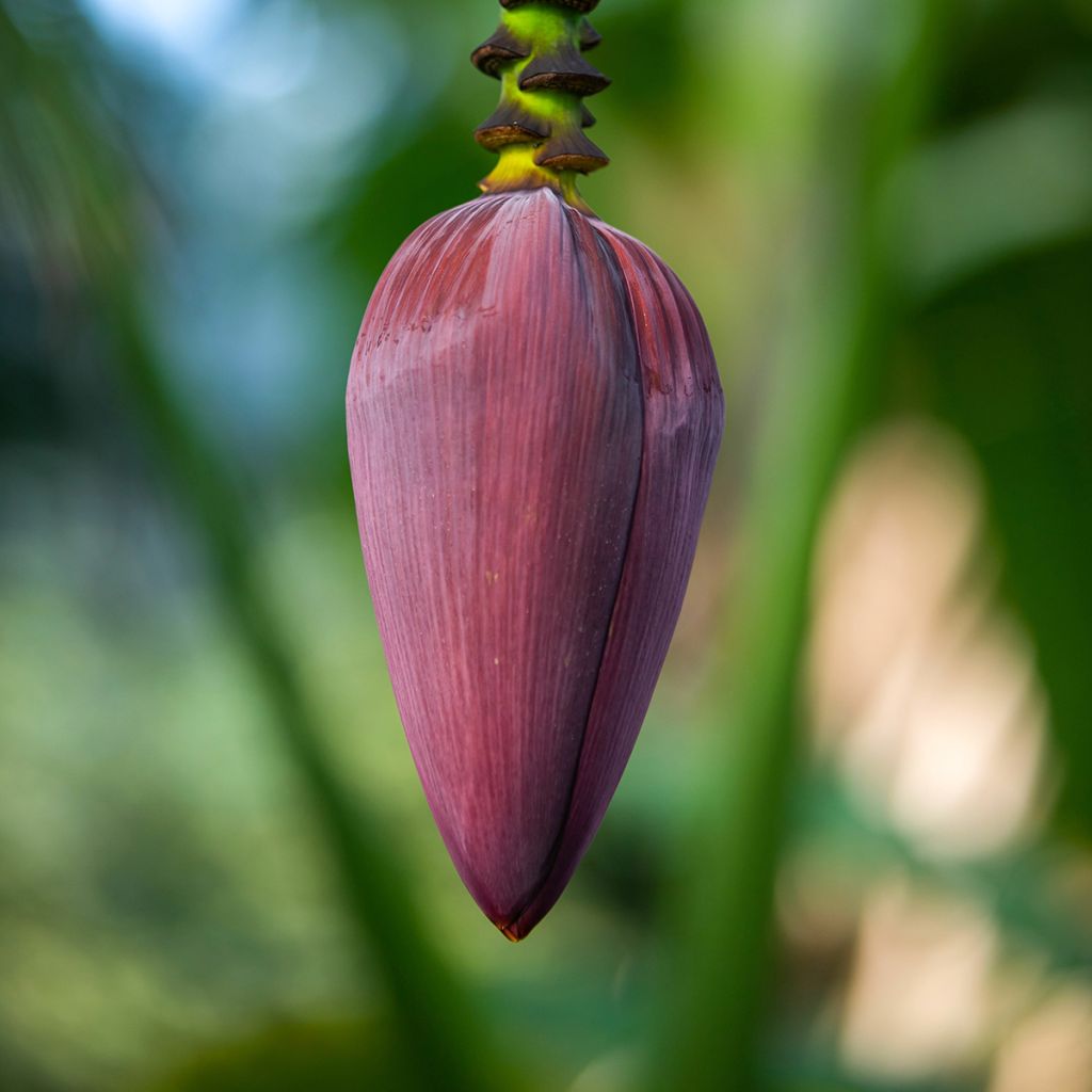 Musa acuminata Red Dacca - Banana plátano nano