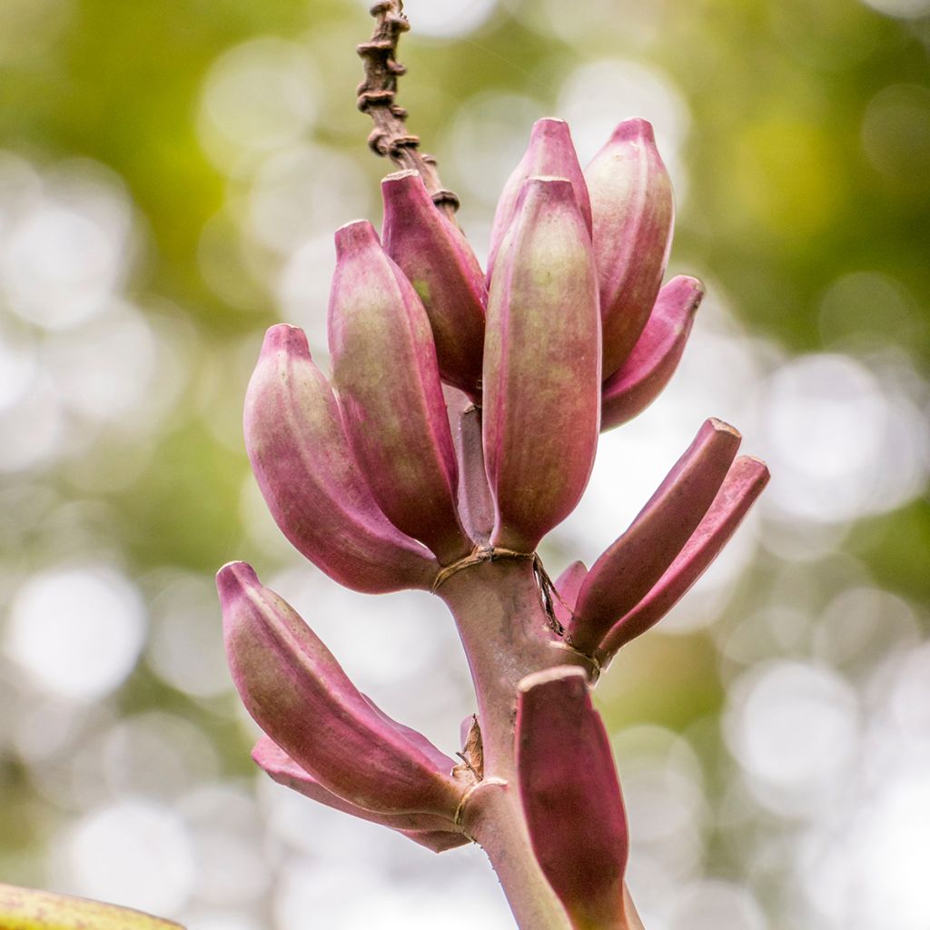 Musa acuminata Red Dacca - Banana plátano nano