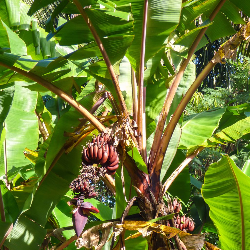 Musa acuminata Red Dacca - Banana plátano nano