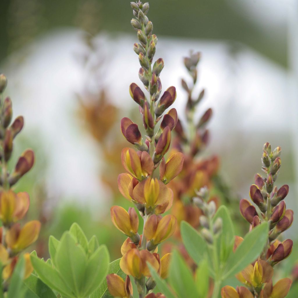 Baptisia Brownie Points - Lupin indigo