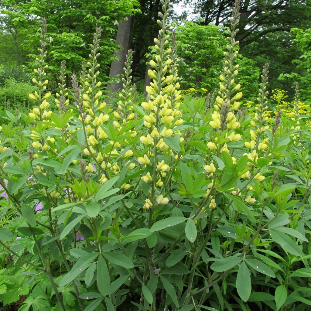 Baptisia Carolina Moonlight - Faux indigo jaune hybride