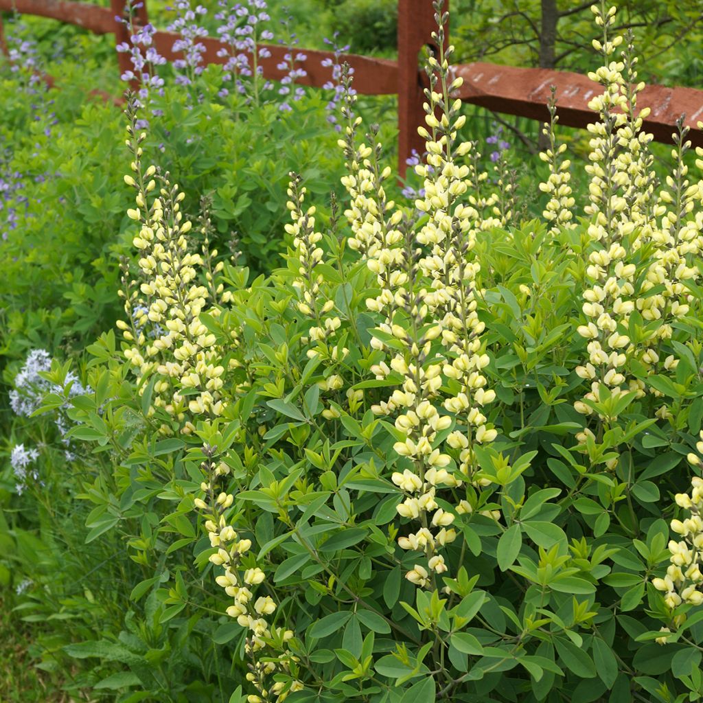 Baptisia Carolina Moonlight - Indaco falso