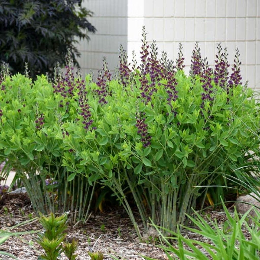 Baptisia Grape Taffy - Lupin indigo pourpre foncé et jaune