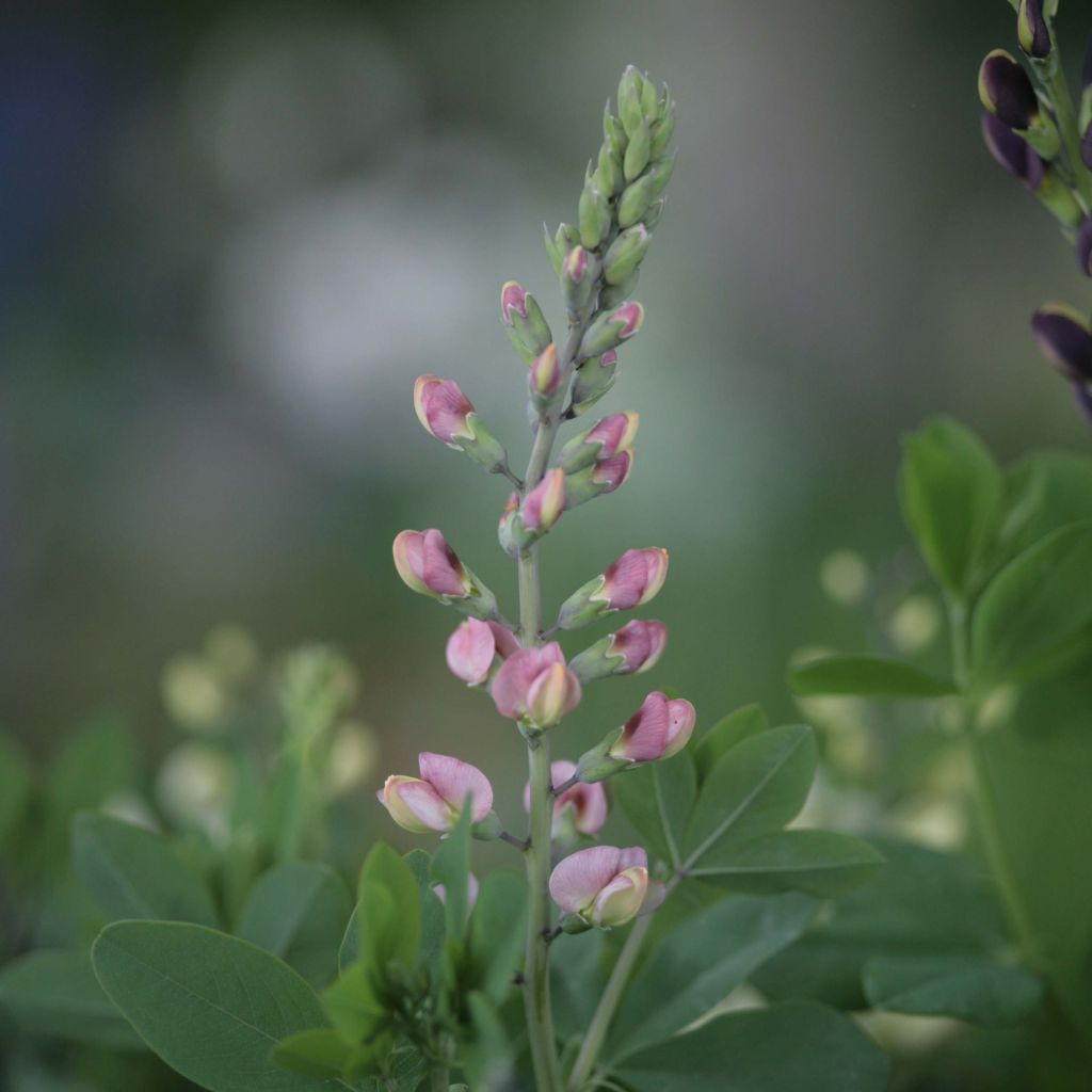 Baptisia Pink Truffles - Lupin indigo