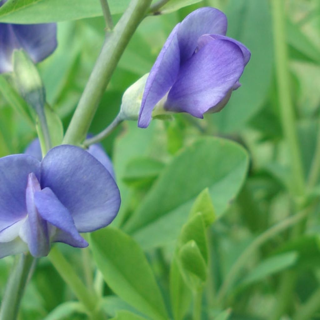 Lupin indigo, Baptisia australis