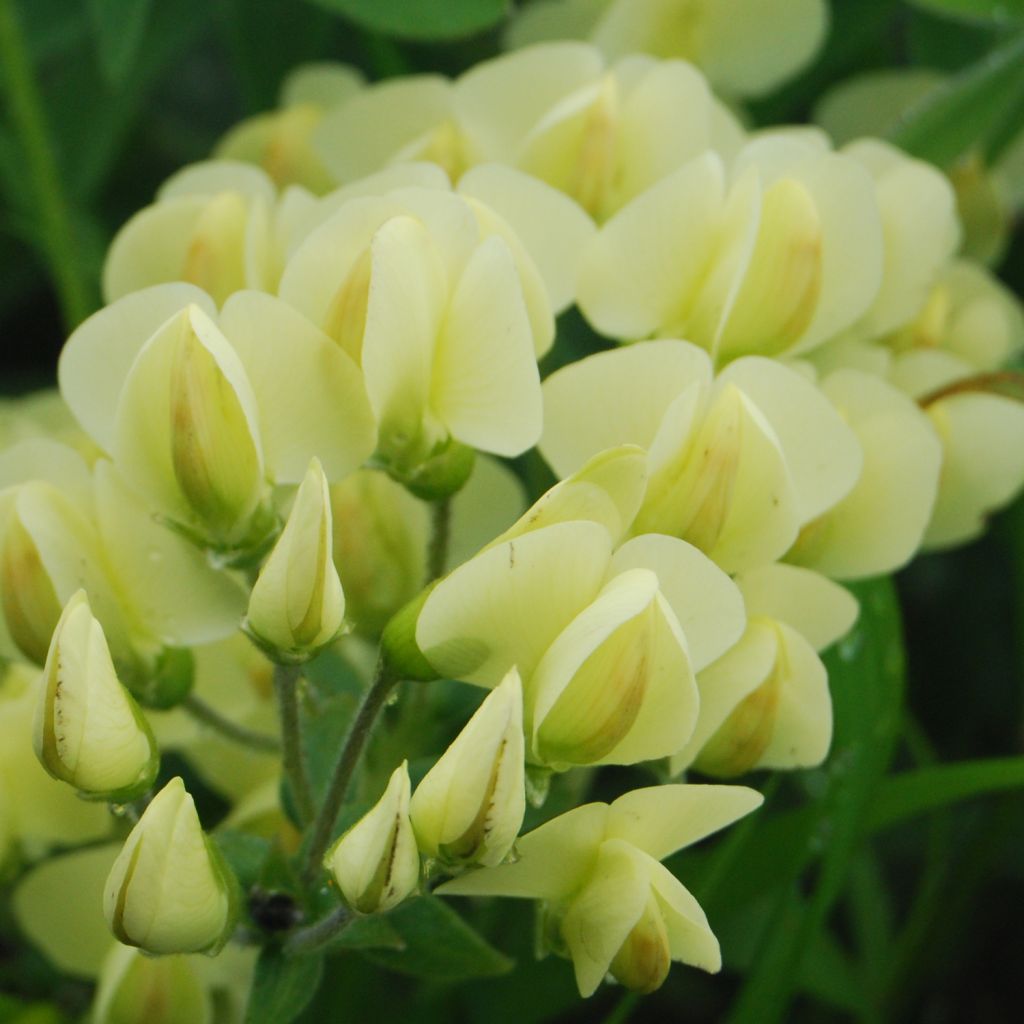 Baptisia bracteata, Faux Lupin