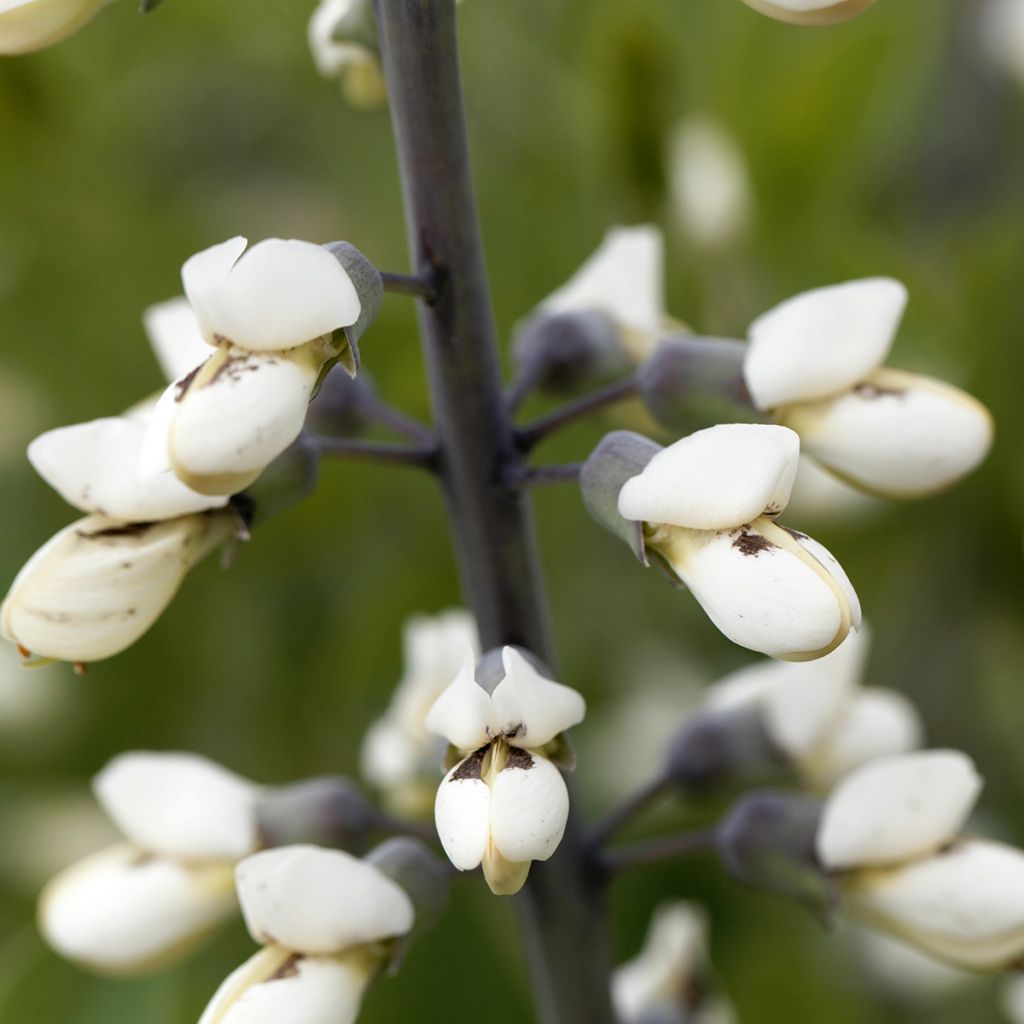 Baptisia alba