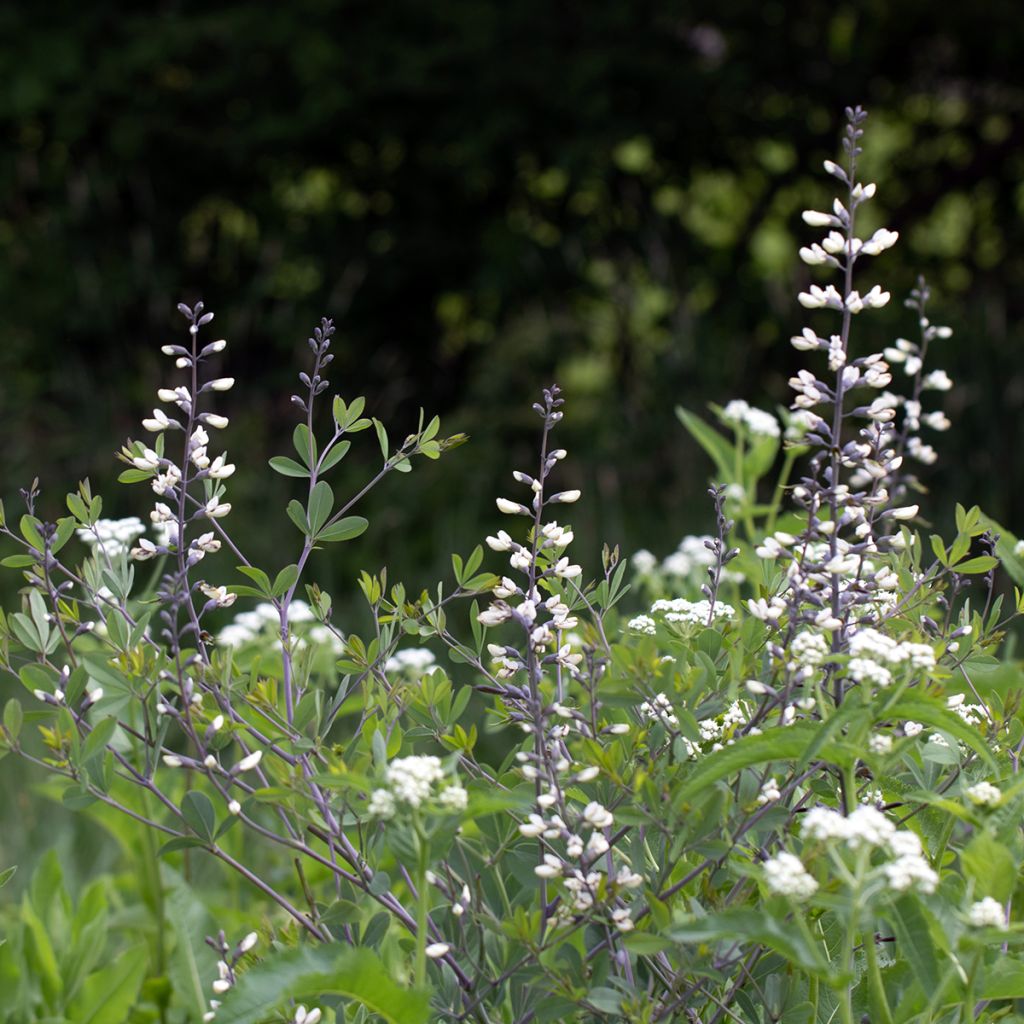 Baptisia alba