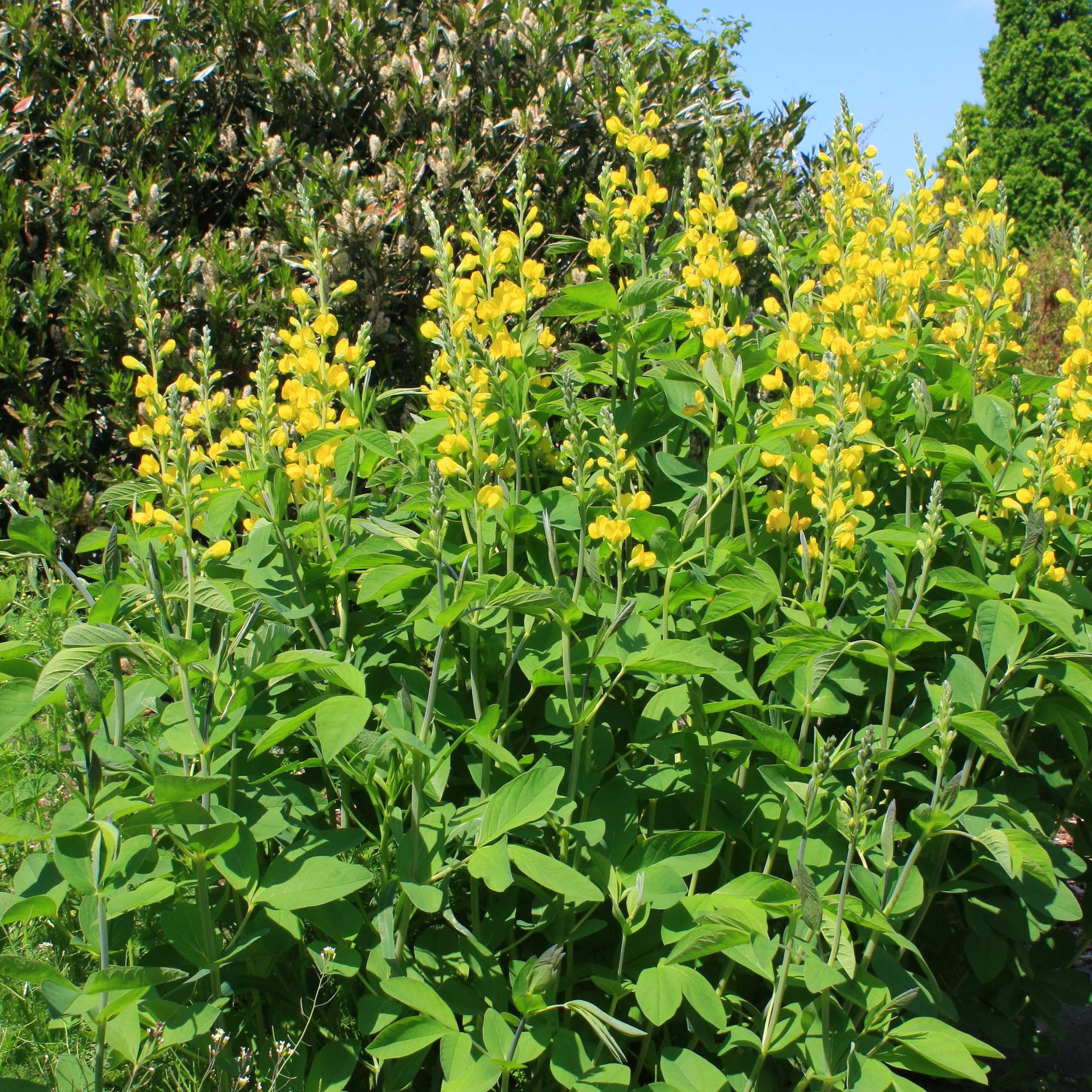 Baptisia sphaerocarpa - Faux indigo jaune.