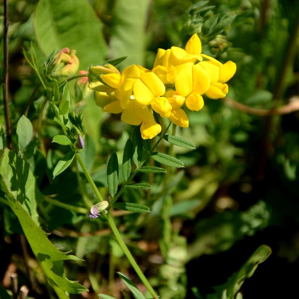 Baptisia tinctoria - Indaco falso giallo