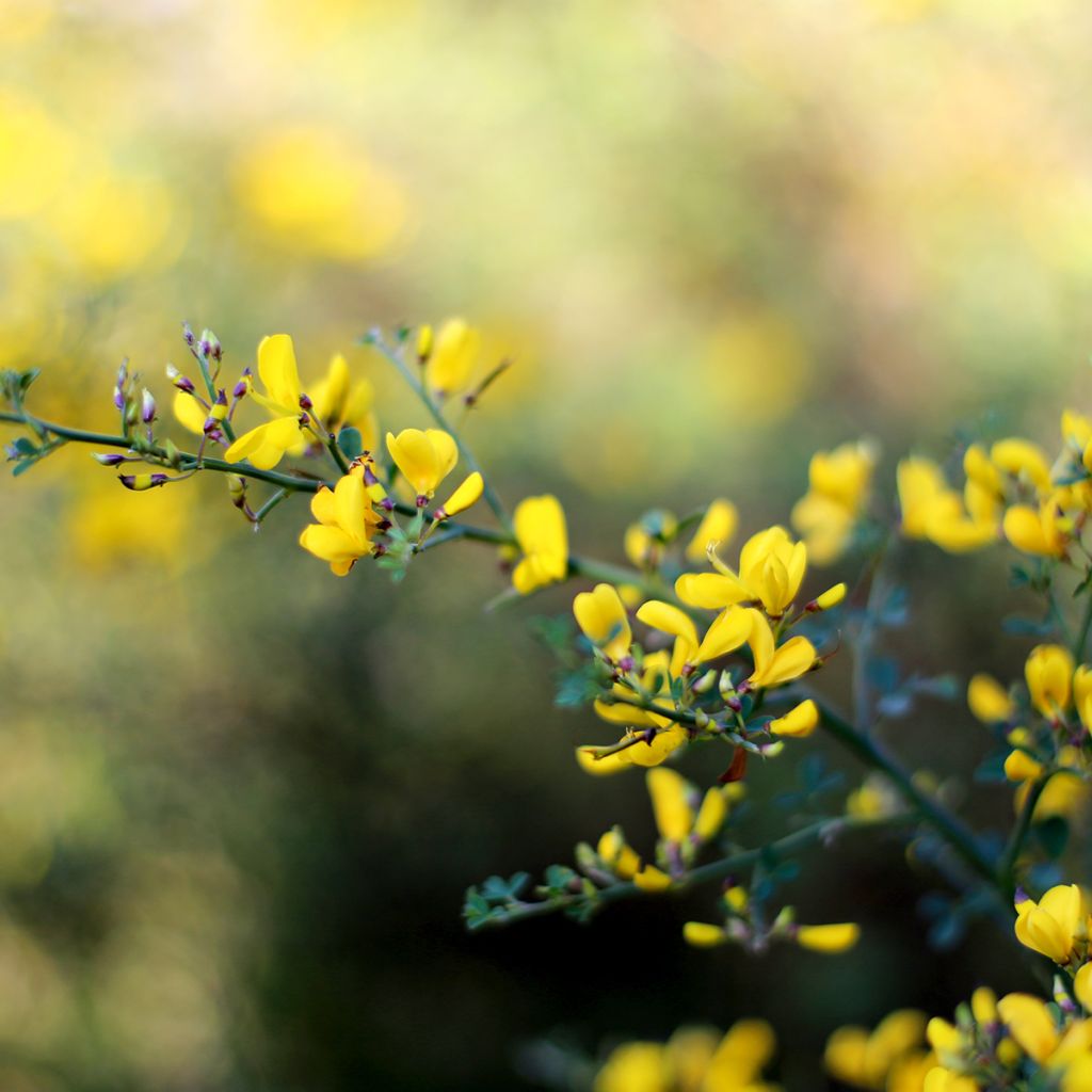 Baptisia tinctoria - Indaco falso giallo