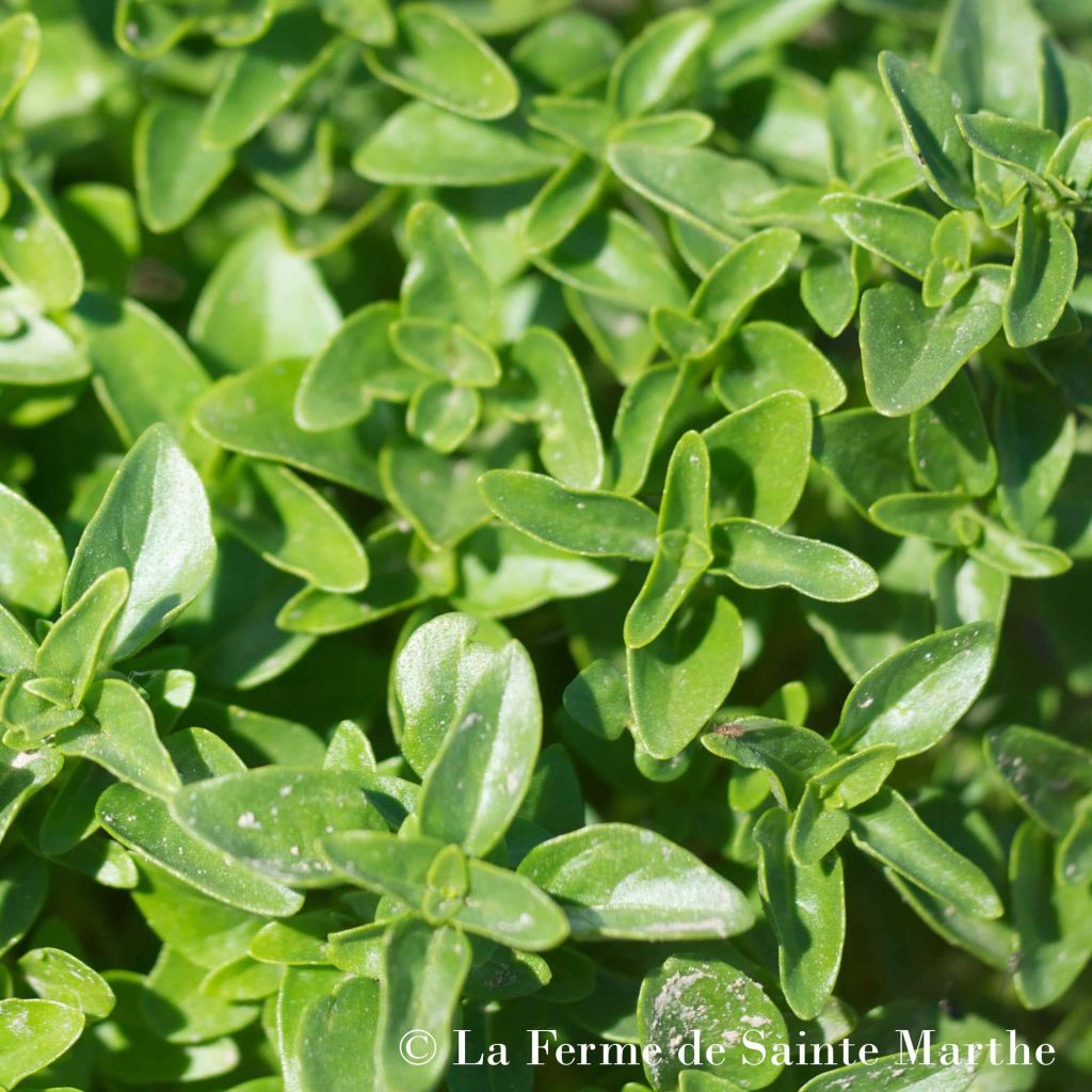 Basilic Genovese AB - Ferme de Ste Marthe