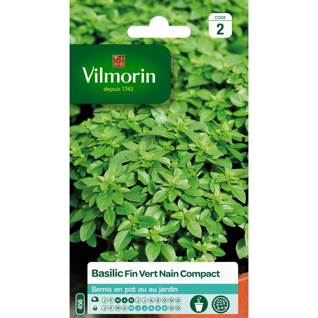 Basilic fin vert nain compact - Vilmorin