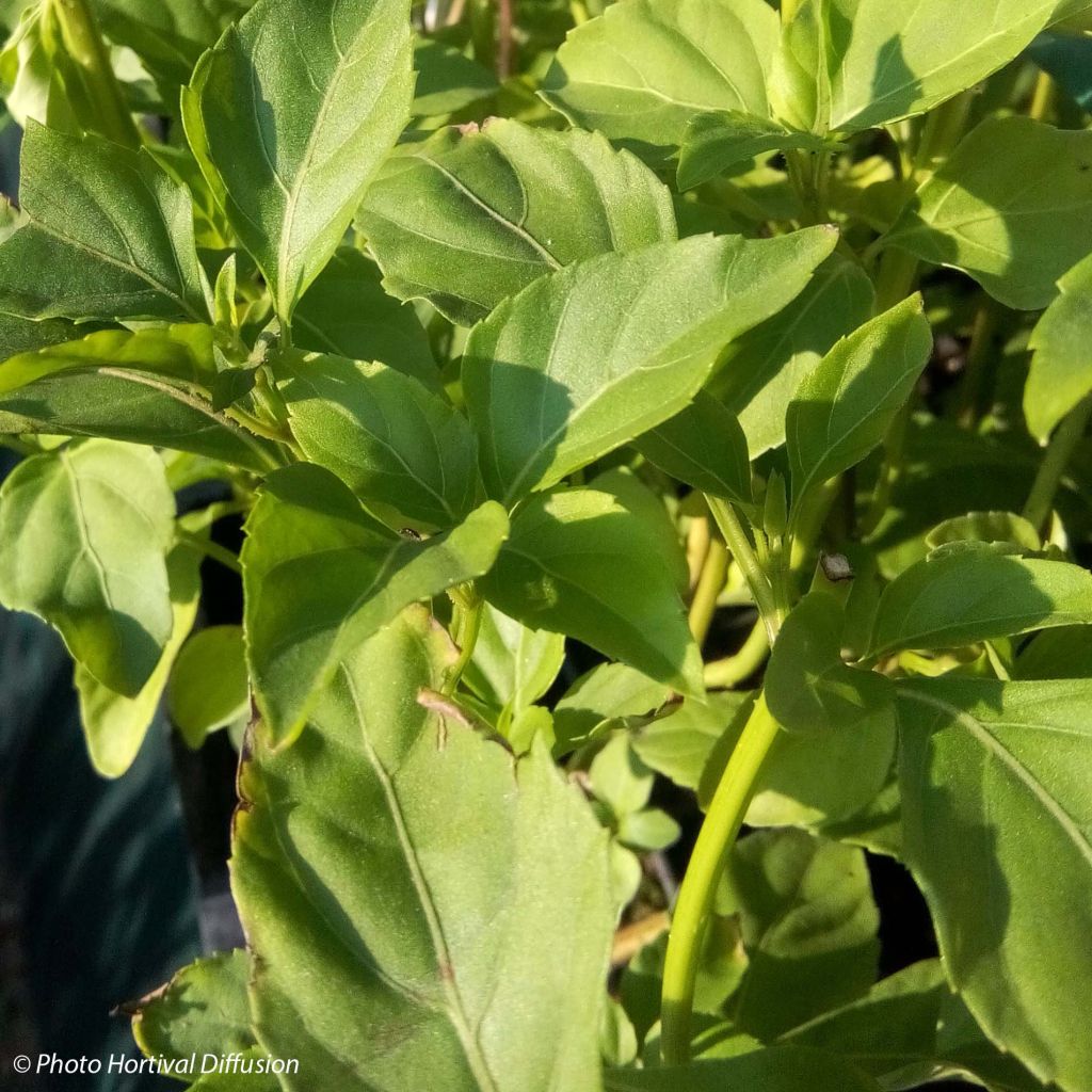 Basilic vivace anisé en plants