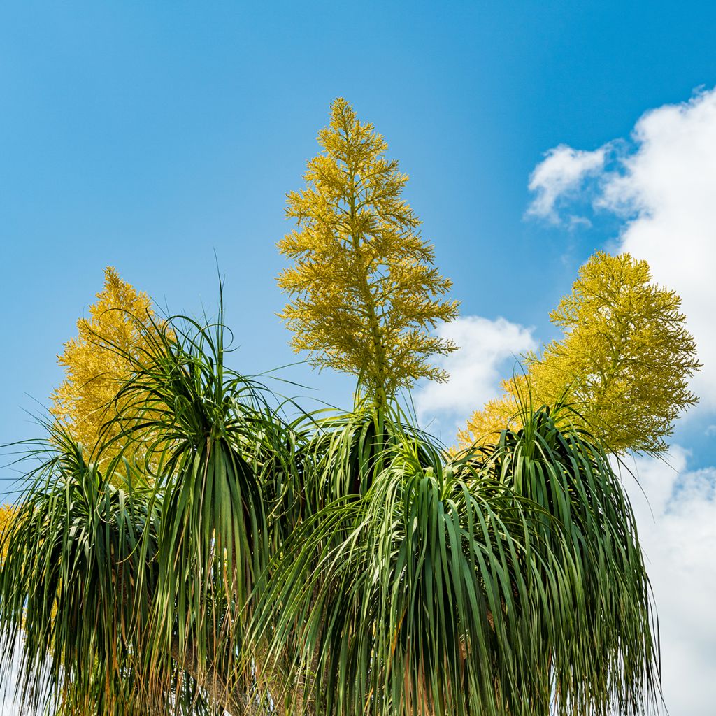 Beaucarnea recurvata - Arbre bouteille ou Pied d'éléphant 