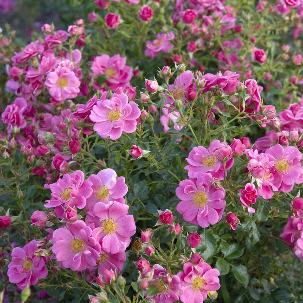 Rosa polyantha Bees Paradise Pink