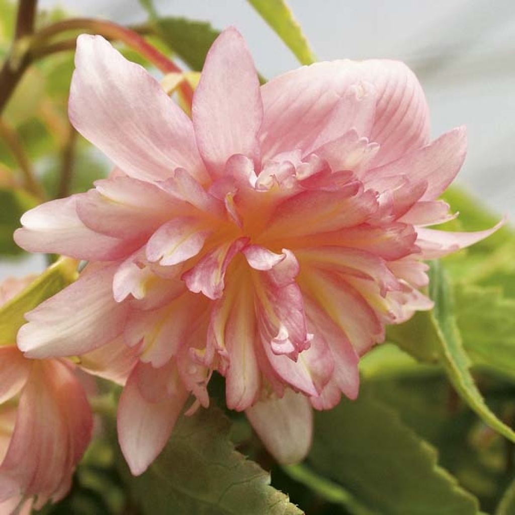 Bégonia retombant Belleconia Apricot Blush