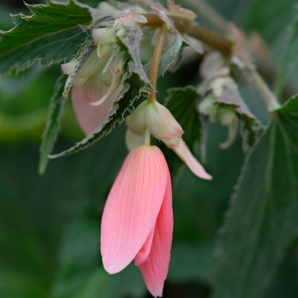 Begonia boliviensis San Francisco