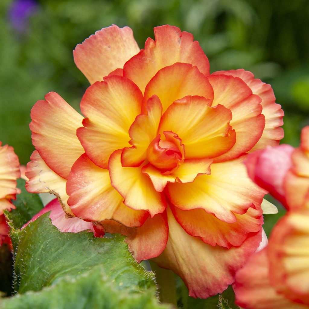 Begonia pendula Golden Balcony - Begonia retombant