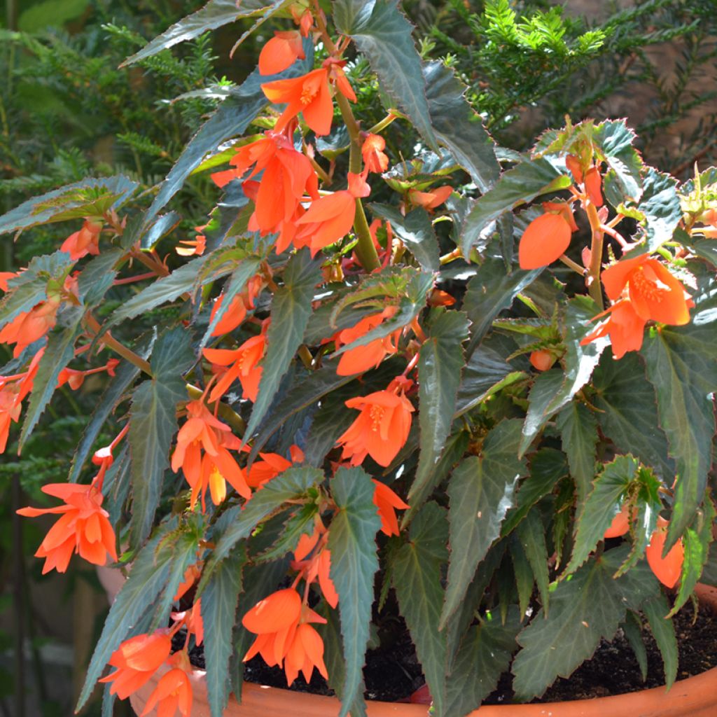 Begonia boliviensis Summerwings Orange