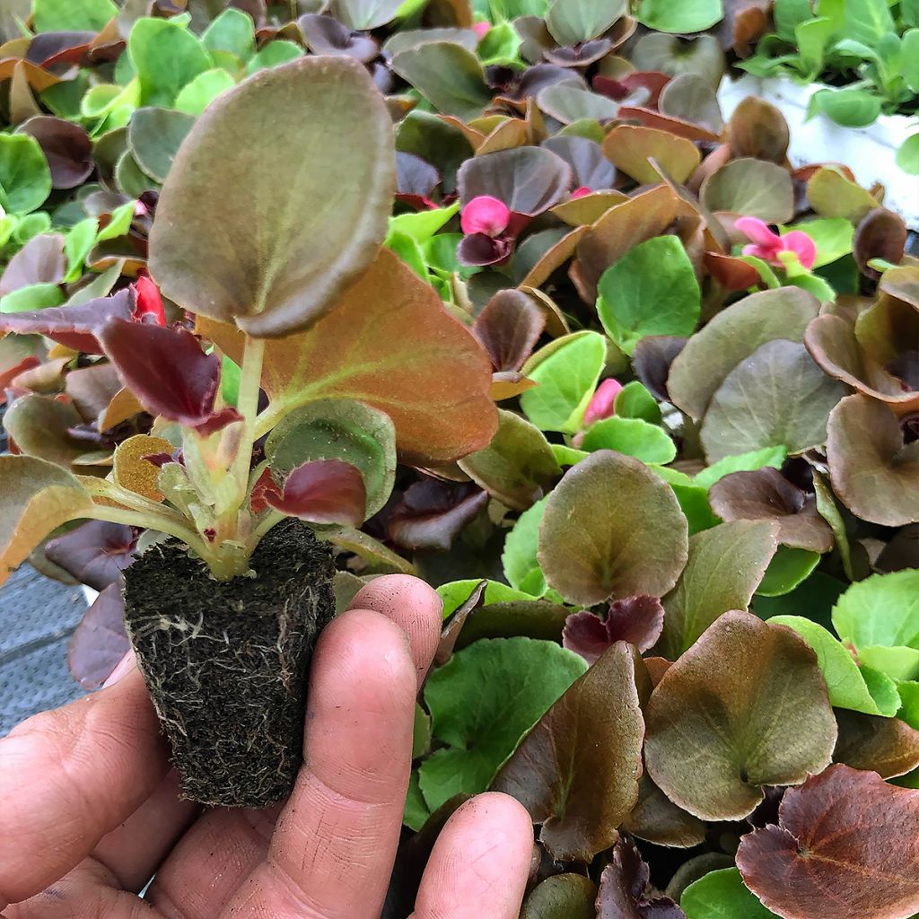 Begonia semperflorens Organdy en mélange