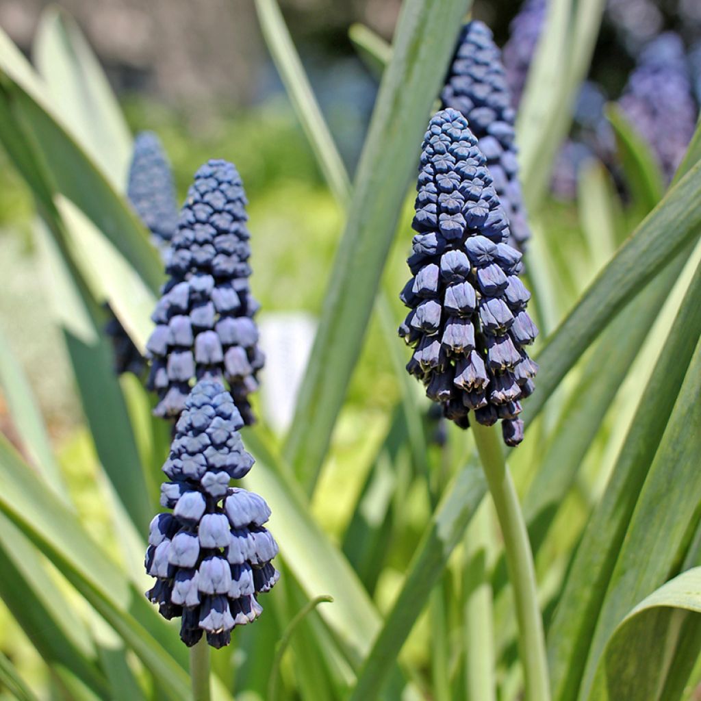 Bellevalia pycnantha - Muscari paradoxum