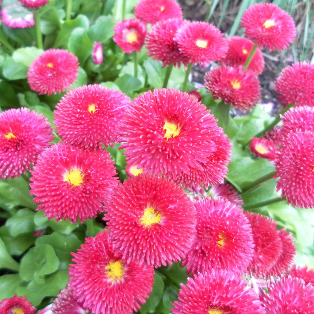 Pâquerette Tasso Rouge - Bellis Perennis