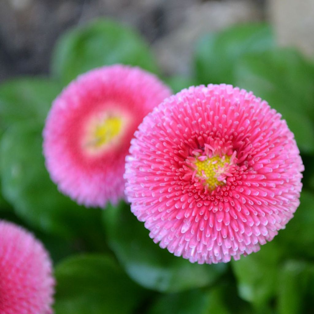 Bellis perennis Roze -   Pâquerette rose