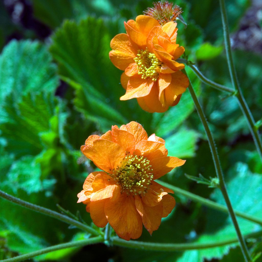 Geum chiloense Dolly North