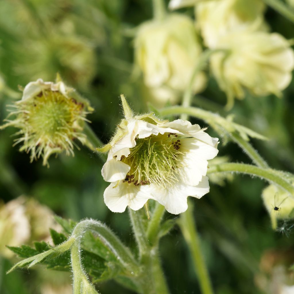 Geum rivale Album