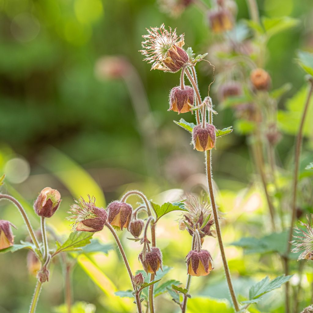 Geum rivale - Cariofillata dei rivi