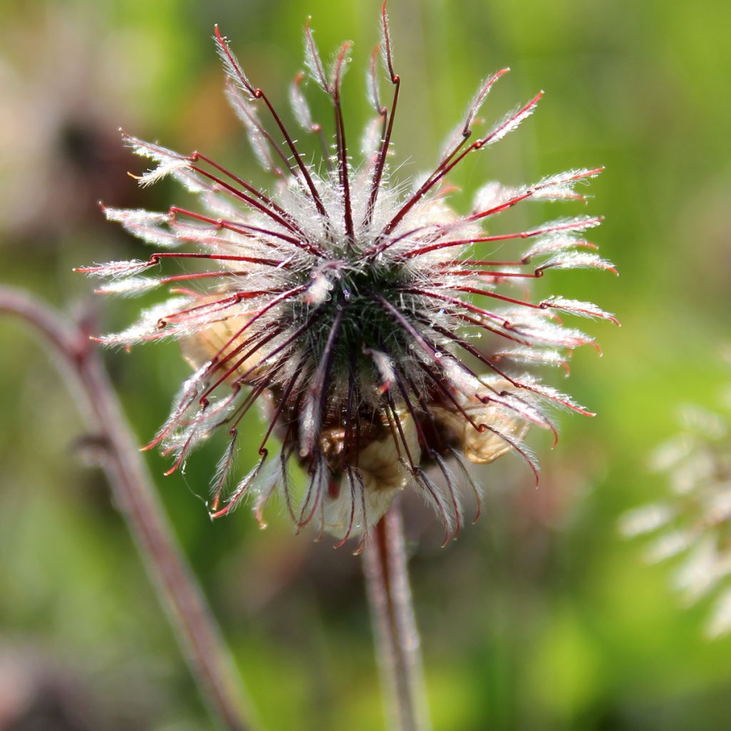 Geum rivale - Cariofillata dei rivi