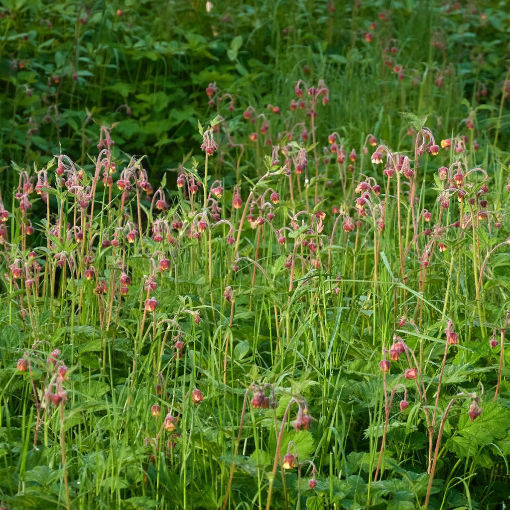 Geum rivale - Cariofillata dei rivi