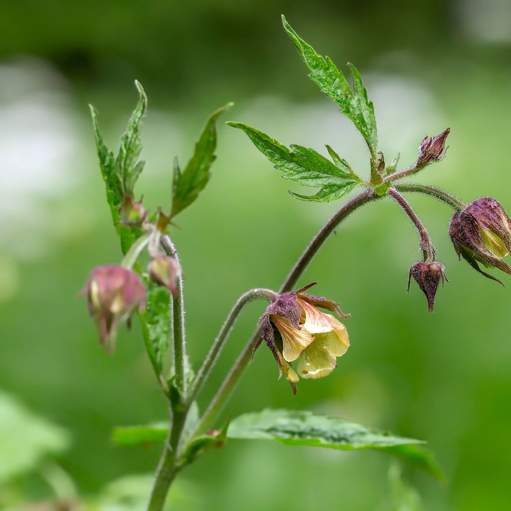 Geum rivale - Cariofillata dei rivi