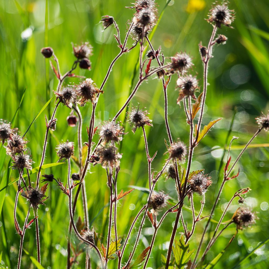 Geum rivale - Cariofillata dei rivi