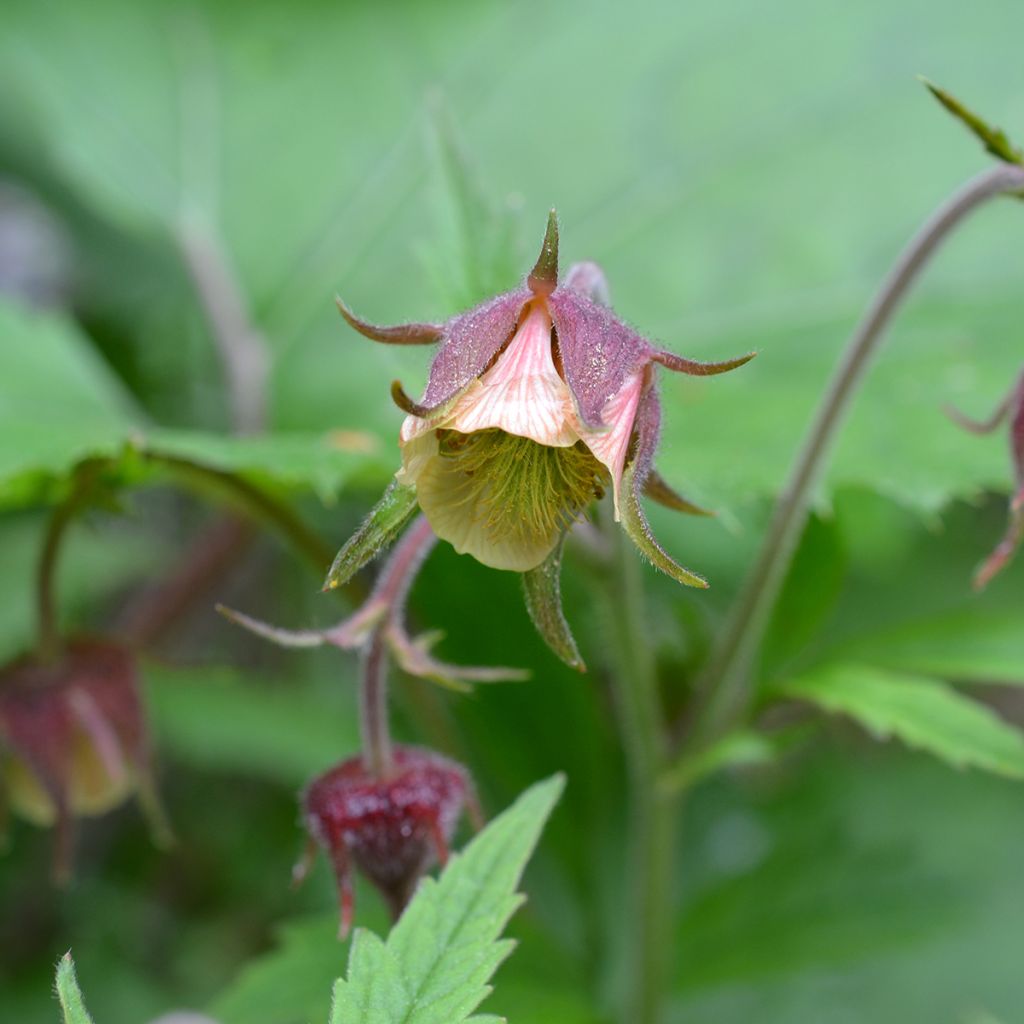 Geum rivale - Cariofillata dei rivi