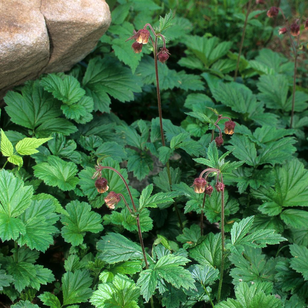 Geum rivale - Cariofillata dei rivi