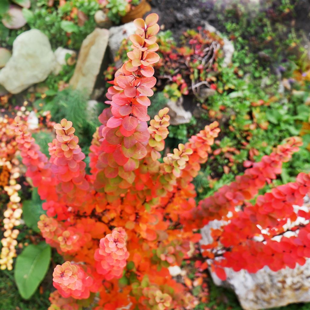 Berberis thunbergii Orange Ice - Crespino giapponese