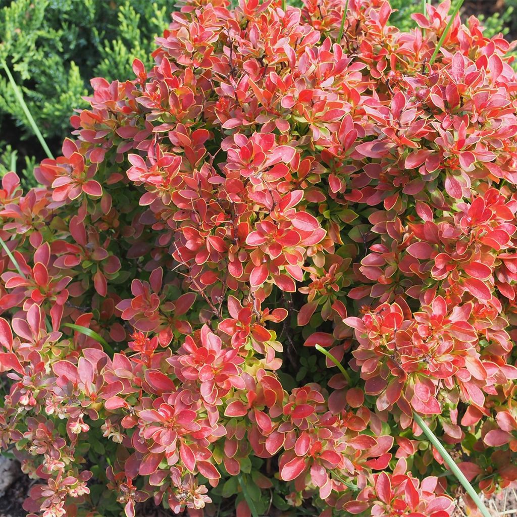 Berberis thunbergii Orange Ice - Crespino giapponese