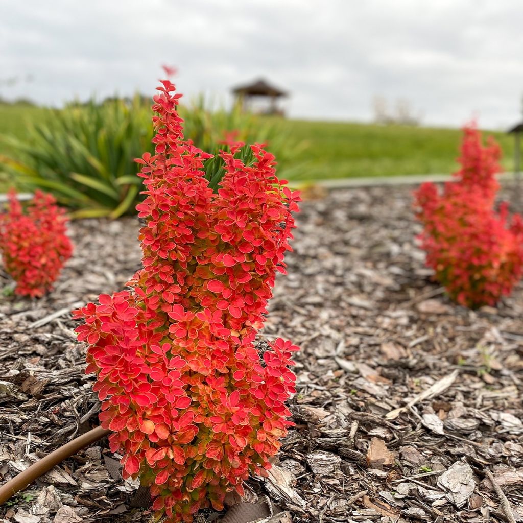 Berberis thunbergii Orange Ice - Crespino giapponese